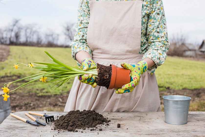 What is the Best Soil for Vegetable Gardens